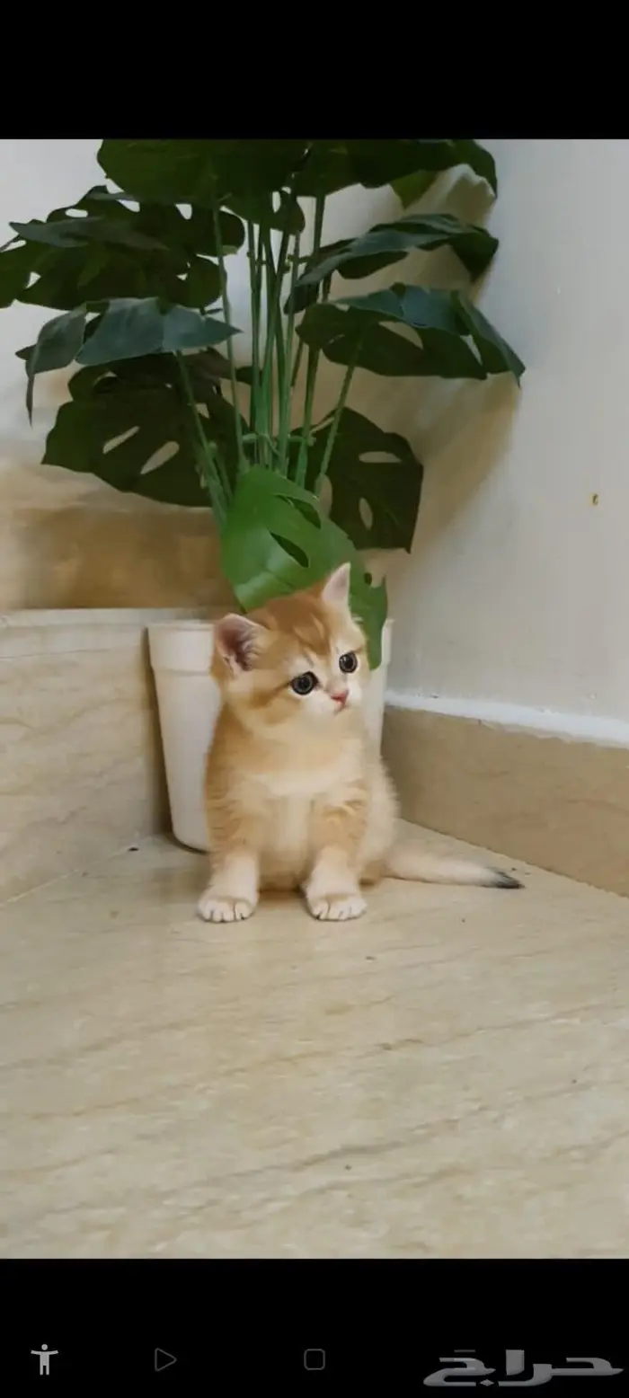 قطط برتش وسكوتش 0
