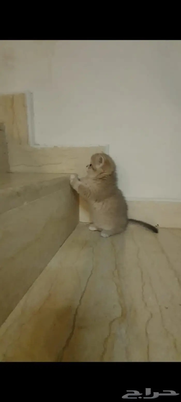 قطط برتش وسكوتش 5