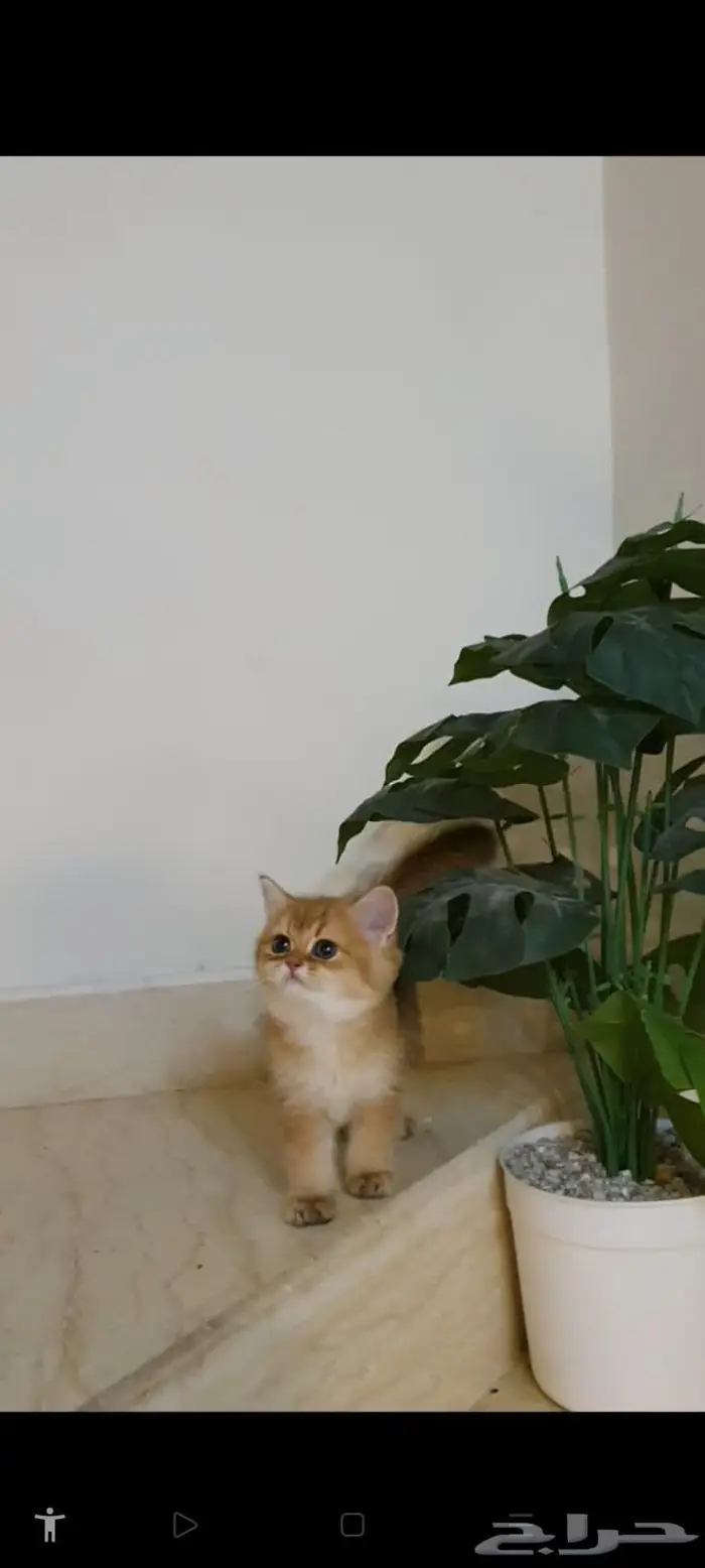 قطط برتش وسكوتش 2