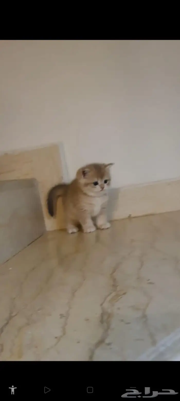 قطط برتش وسكوتش 3
