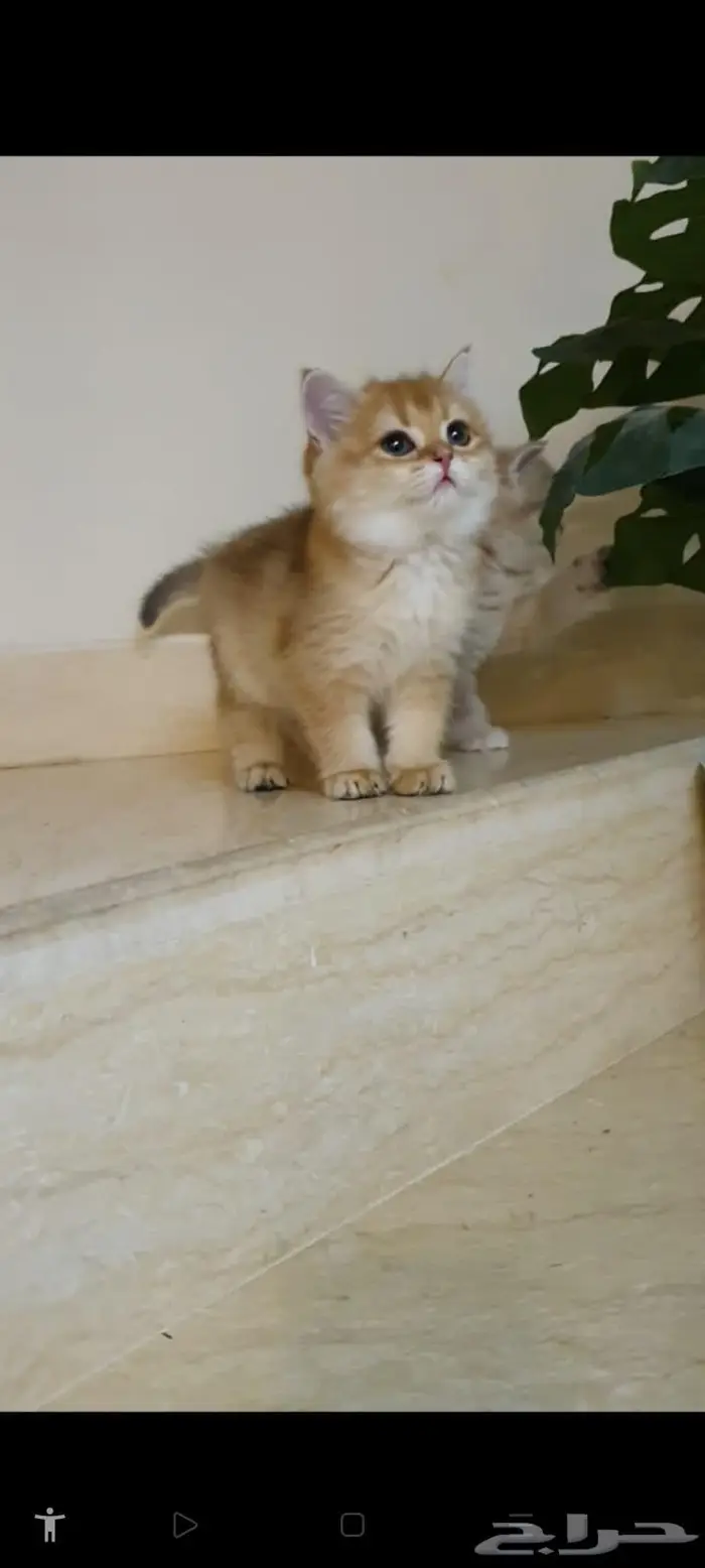 قطط برتش وسكوتش 8