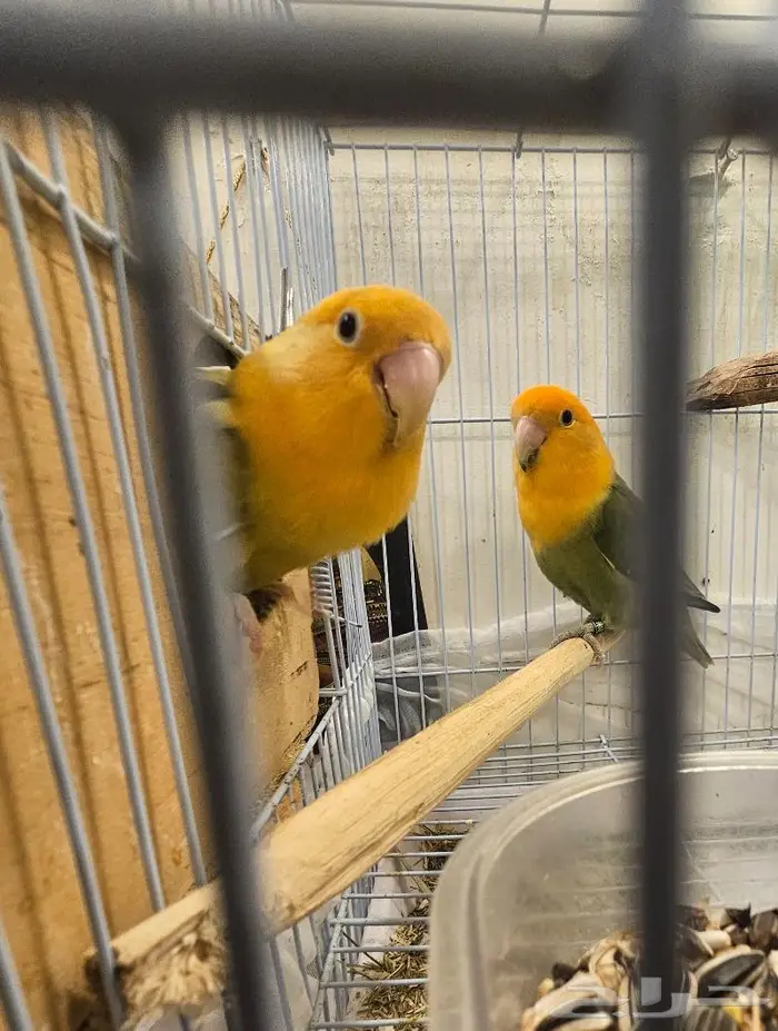 زوج روز لون جميل (( تم البيع )) 3