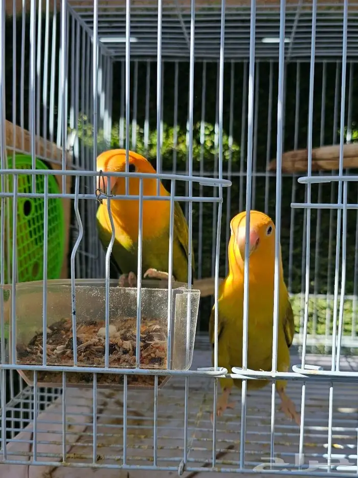 زوج روز لون جميل (( تم البيع )) 1