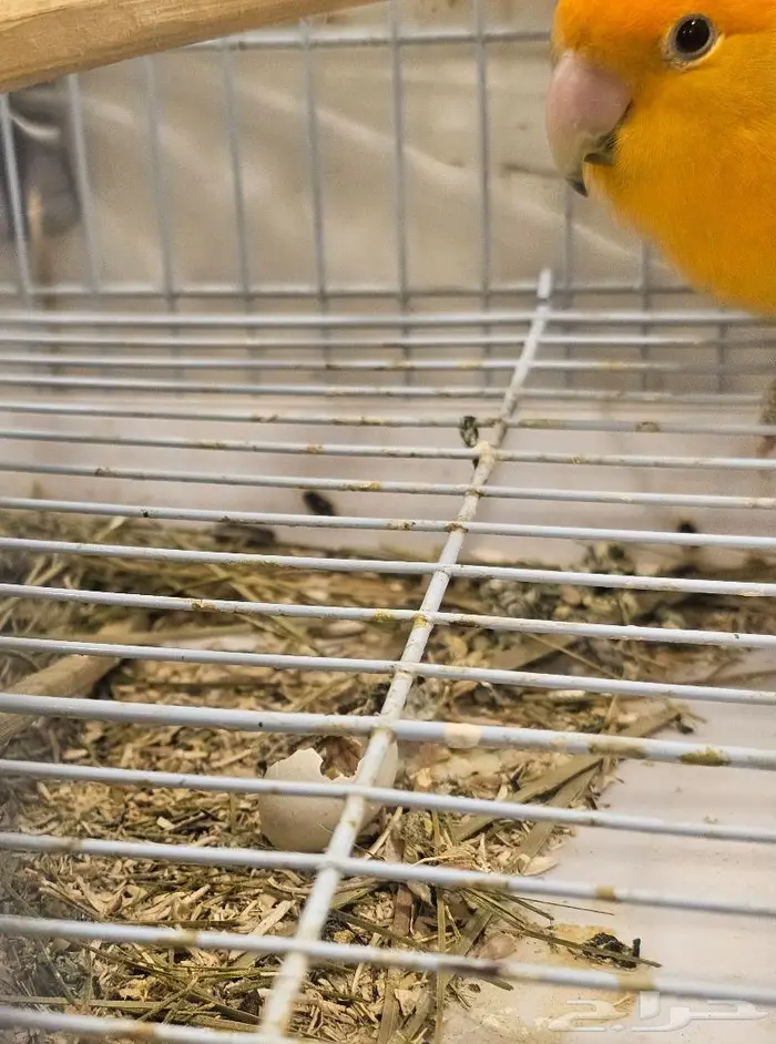 زوج روز لون جميل (( تم البيع )) 4