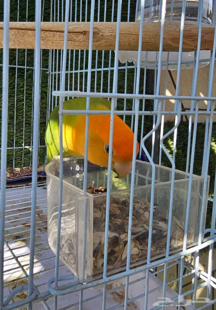 زوج روز لون جميل (( تم البيع )) 2