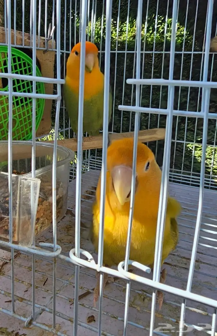 زوج روز لون جميل (( تم البيع )) 0