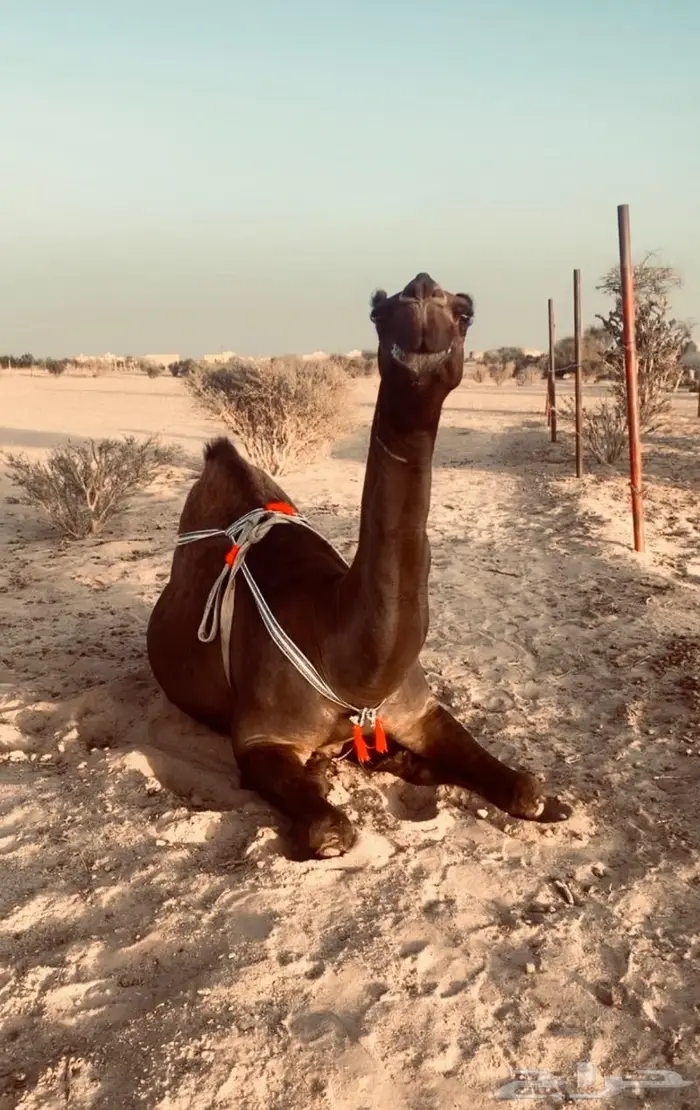 خلفه كفو كفو ومنيحه 2