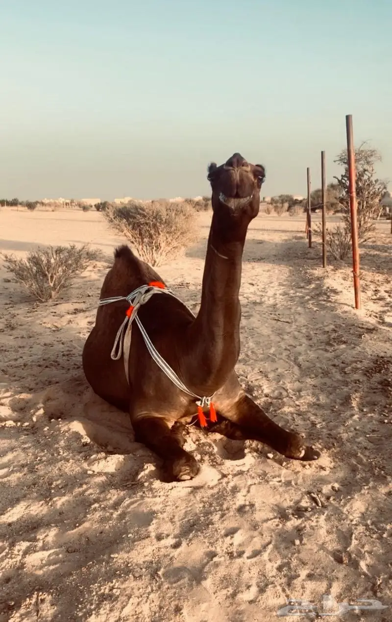 خلفه كفو كفو ومنيحه 2