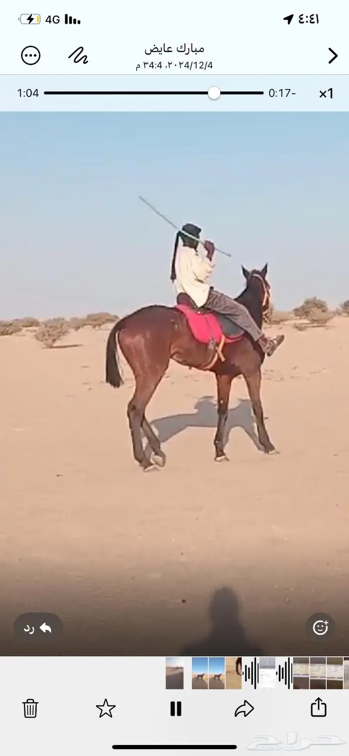 حصاان للبيع معسوف ومشروط 0