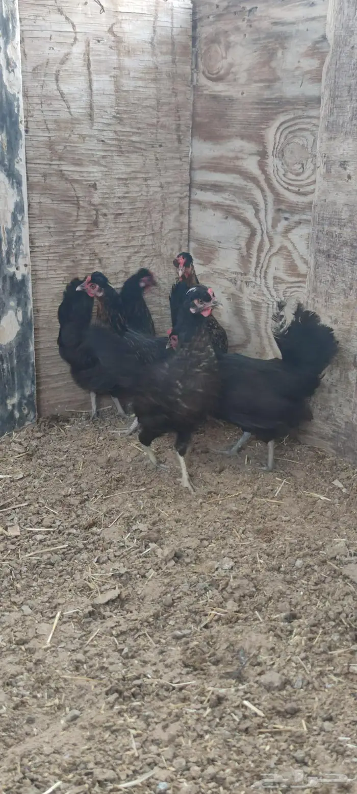 دجاج ترثه للبيع 2