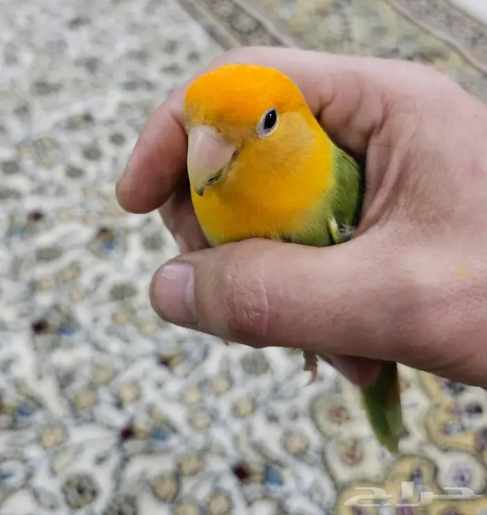 زوج روز لون جميل (( تم البيع )) 6