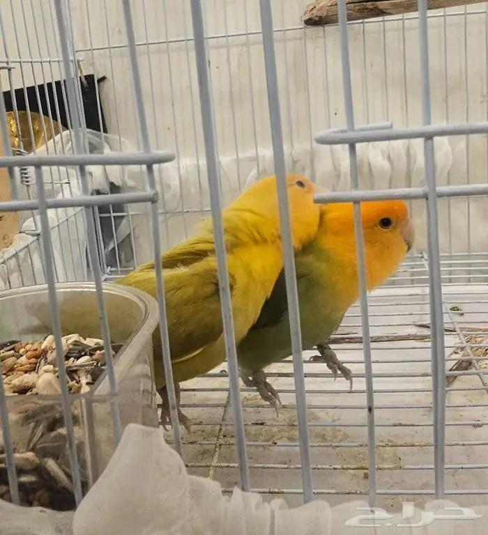 زوج روز لون جميل (( تم البيع )) 5