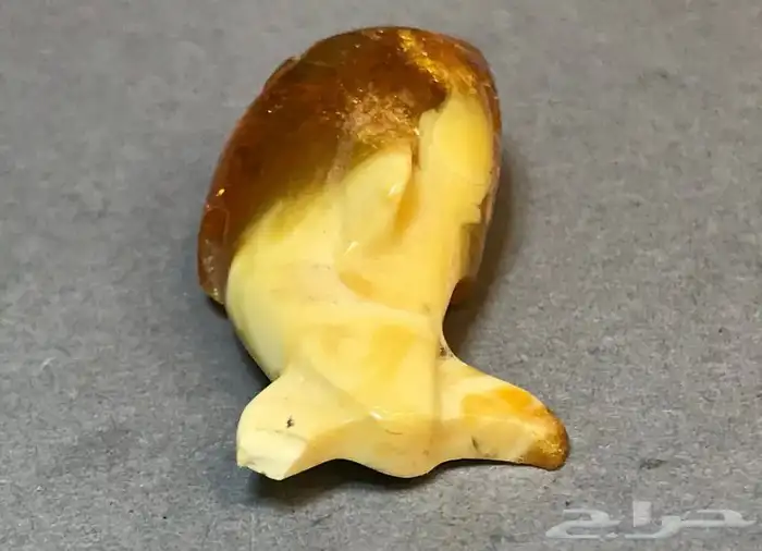 حوت كهرمان بولندي قديم 3
