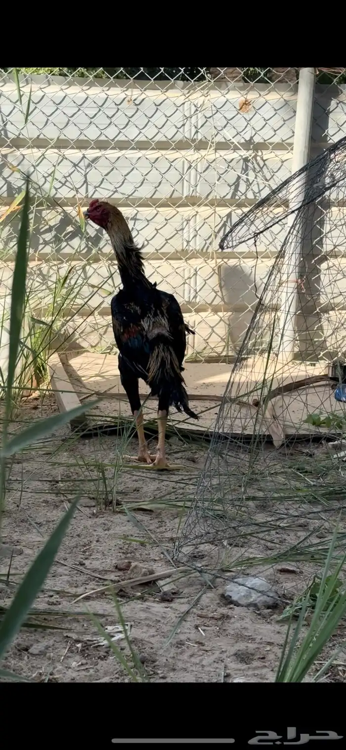 ديك شامو 2