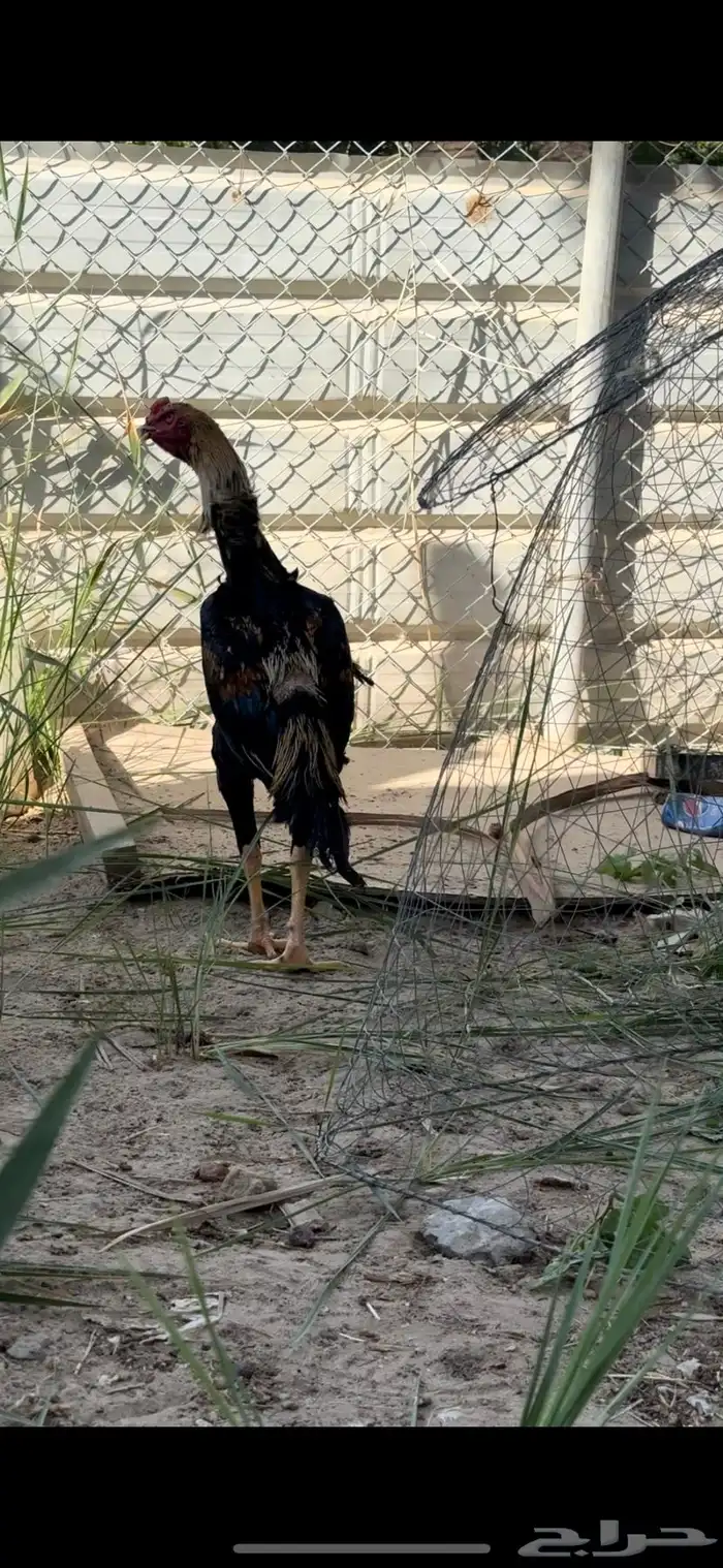 ديك شامو 1