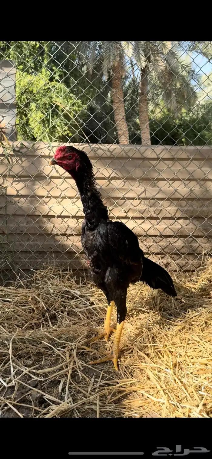 ديك شامو 4