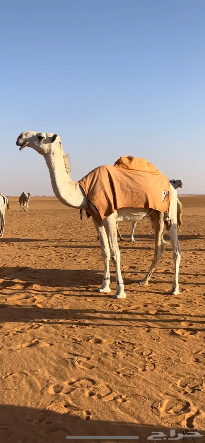قعود جذع غرنوقي 3