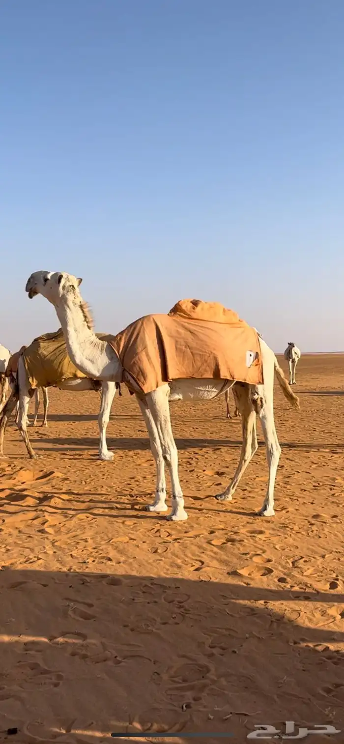 قعود جذع غرنوقي 1