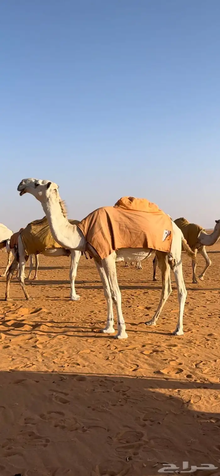 قعود جذع غرنوقي 4