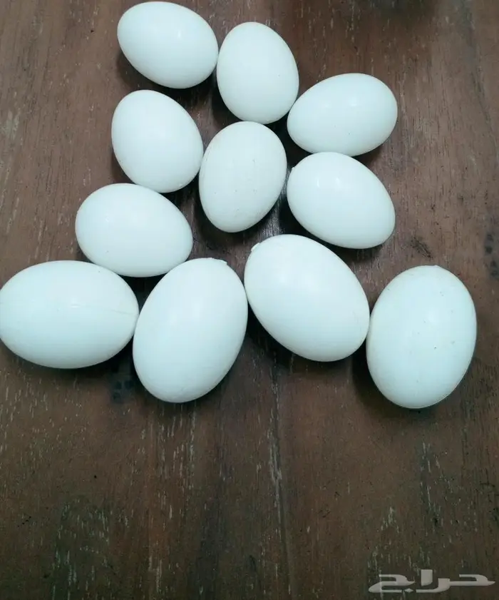 بيض حمام   دجاج صناعي حسب الطلب والكميه متوفره بأذن الله 0