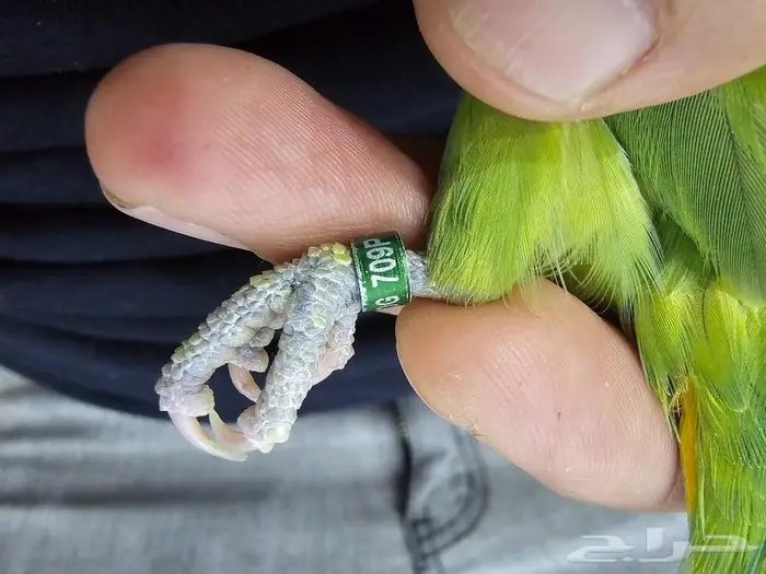 زوج روز لون جميل (( تم البيع )) 7