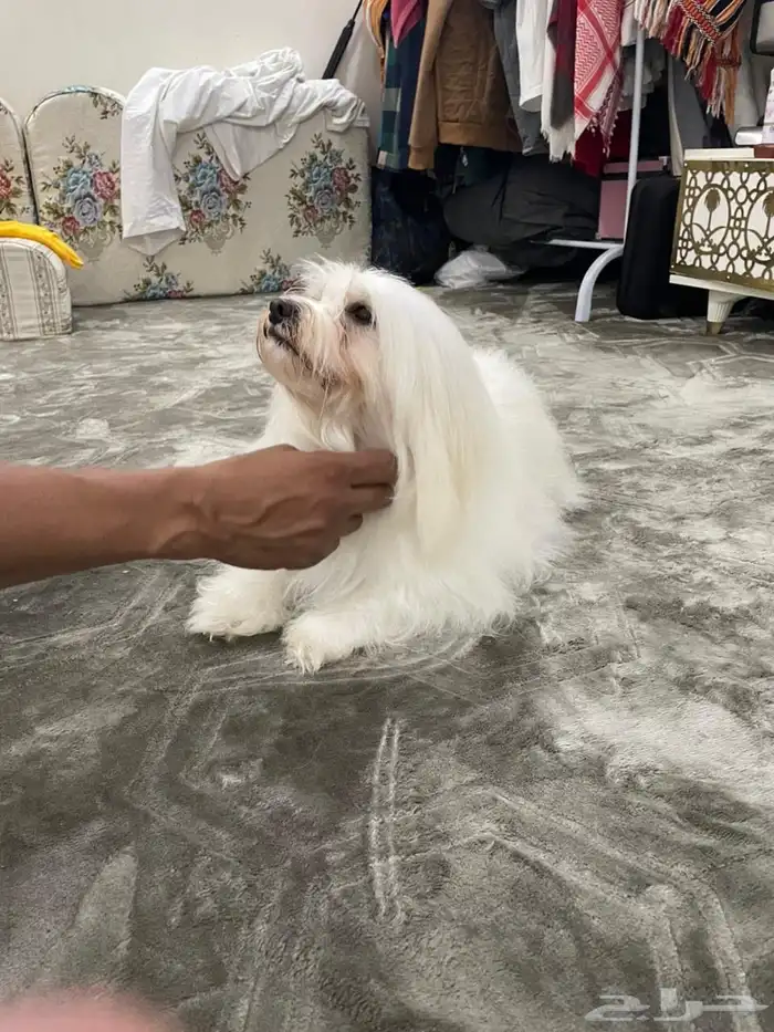 للبيع كلبه مالتيز انثى 2