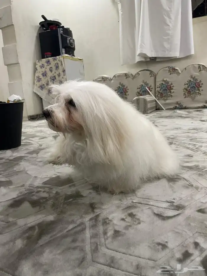 للبيع كلبه مالتيز انثى 7