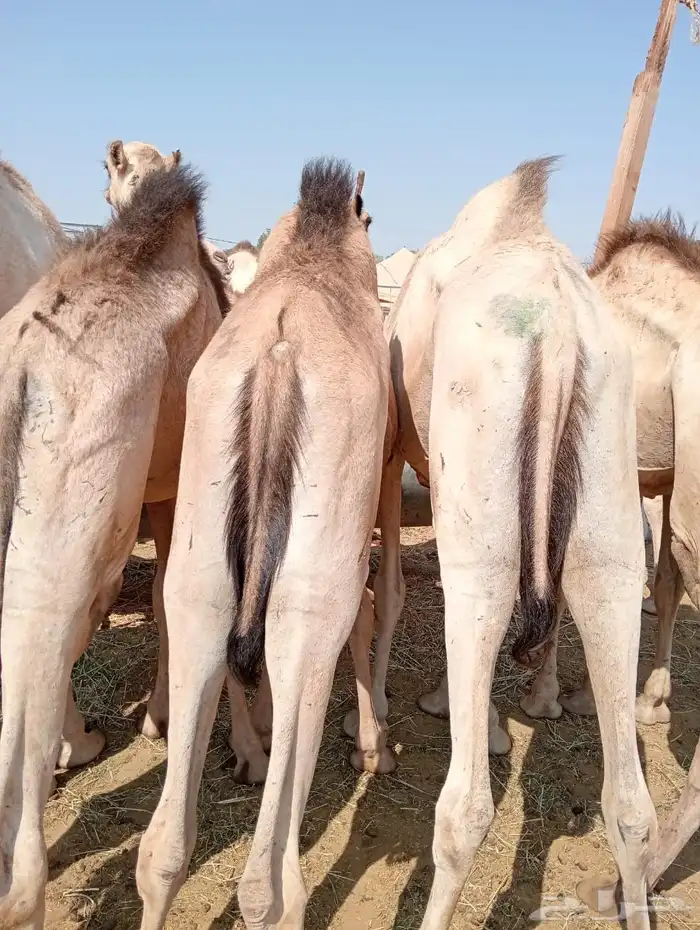 قعود 3