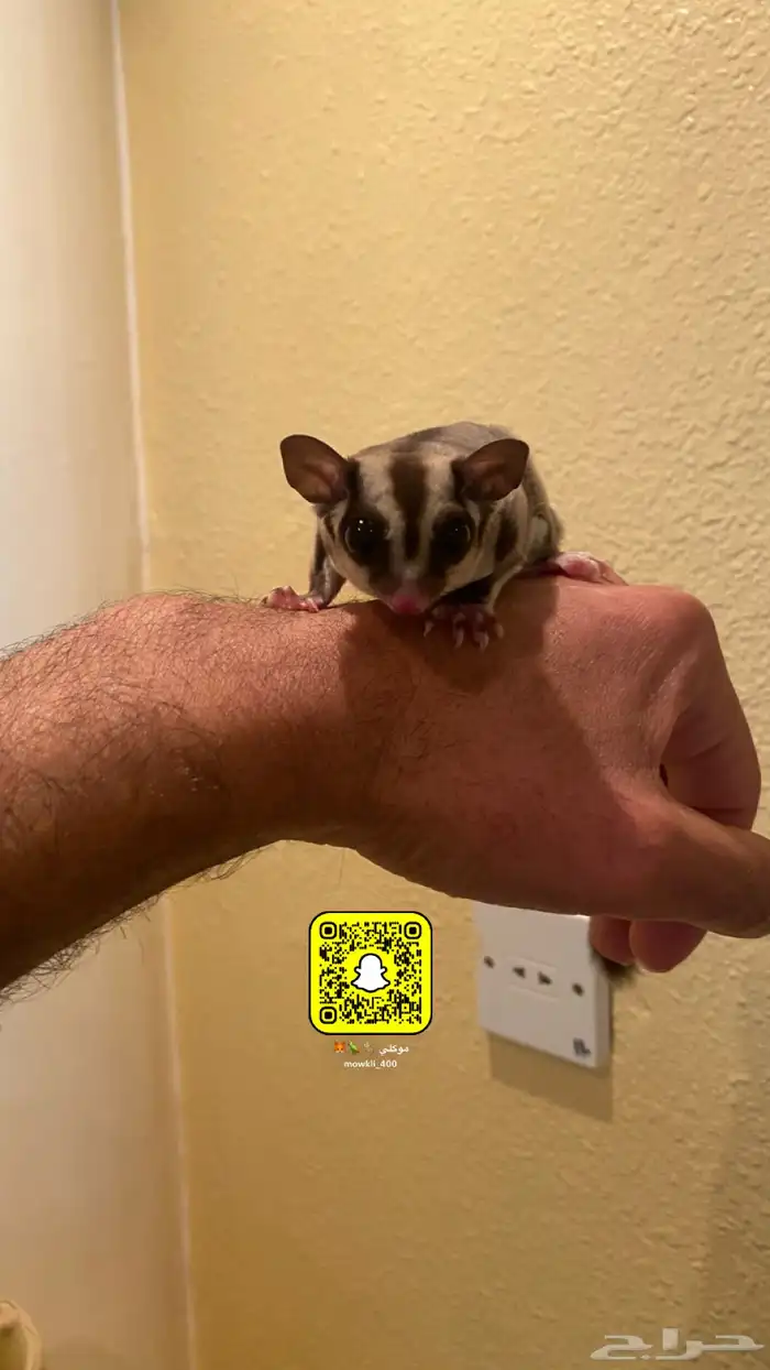 سنجاب اليفه 3