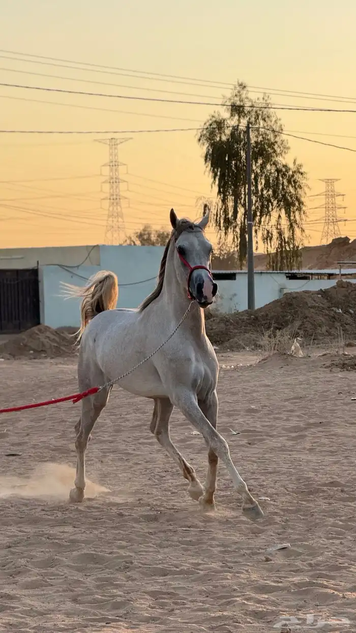اسطبل نور الظبي موقع مميز وقريب من الشارع مره 0