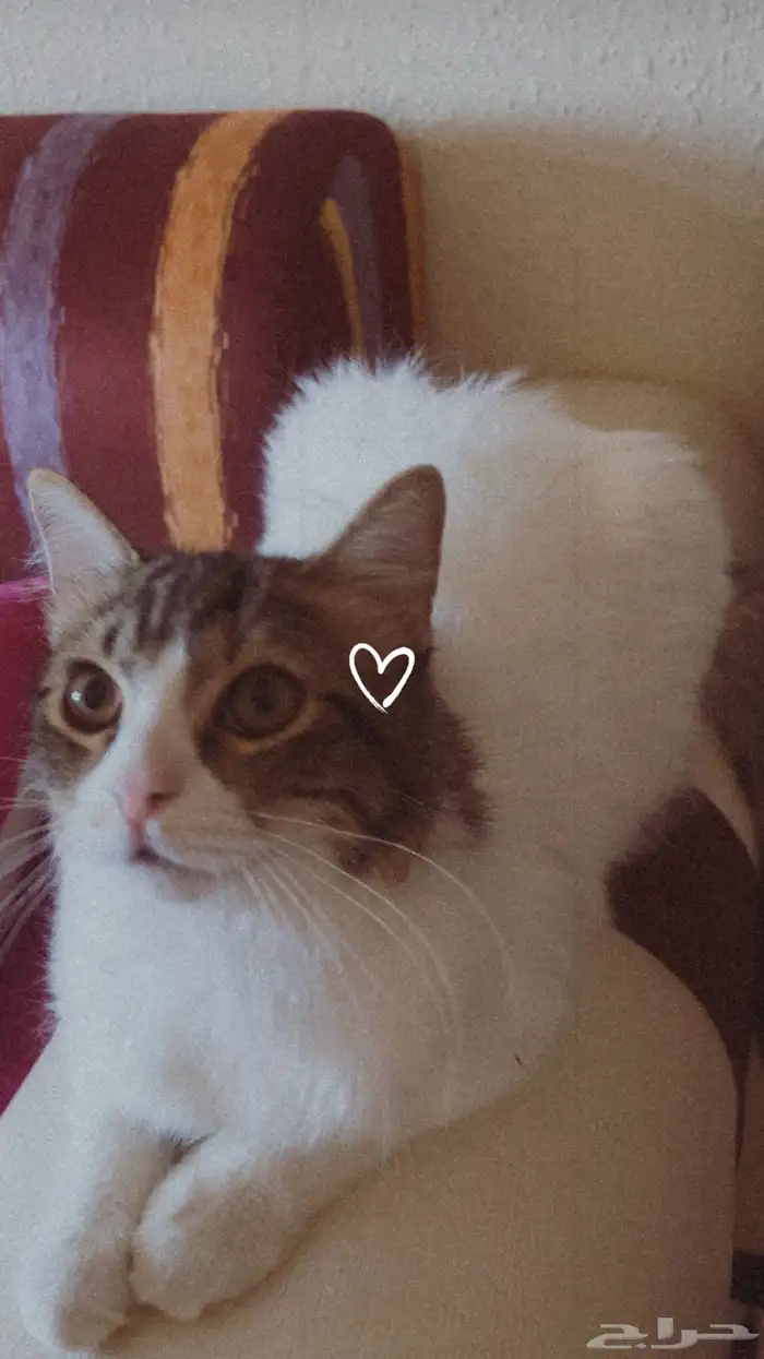 قط ذكر للتبني 8