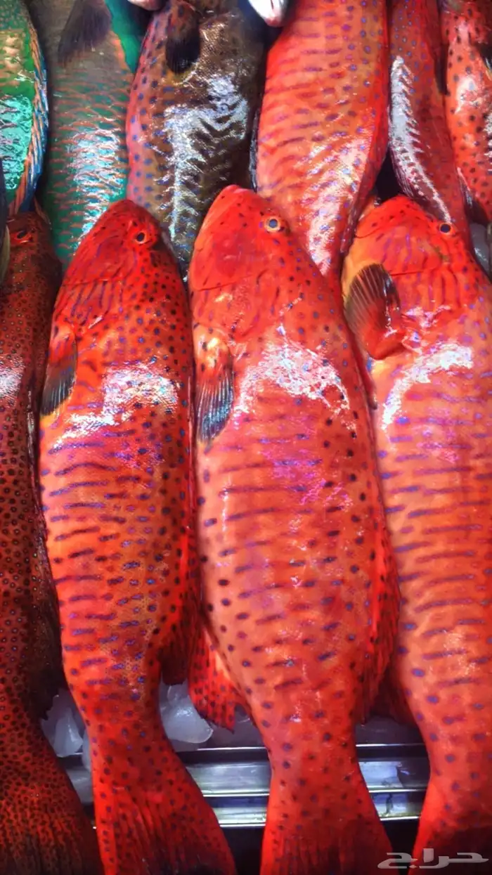 سمك طازج يومي 15