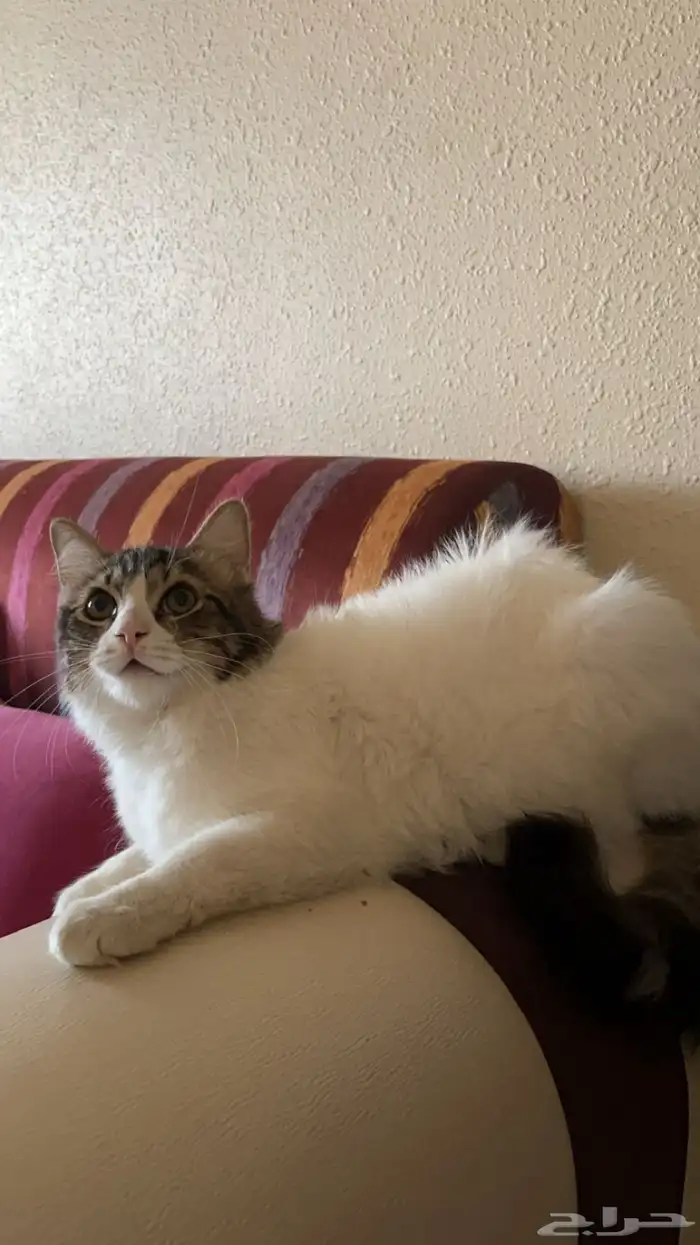 قط ذكر للتبني 7