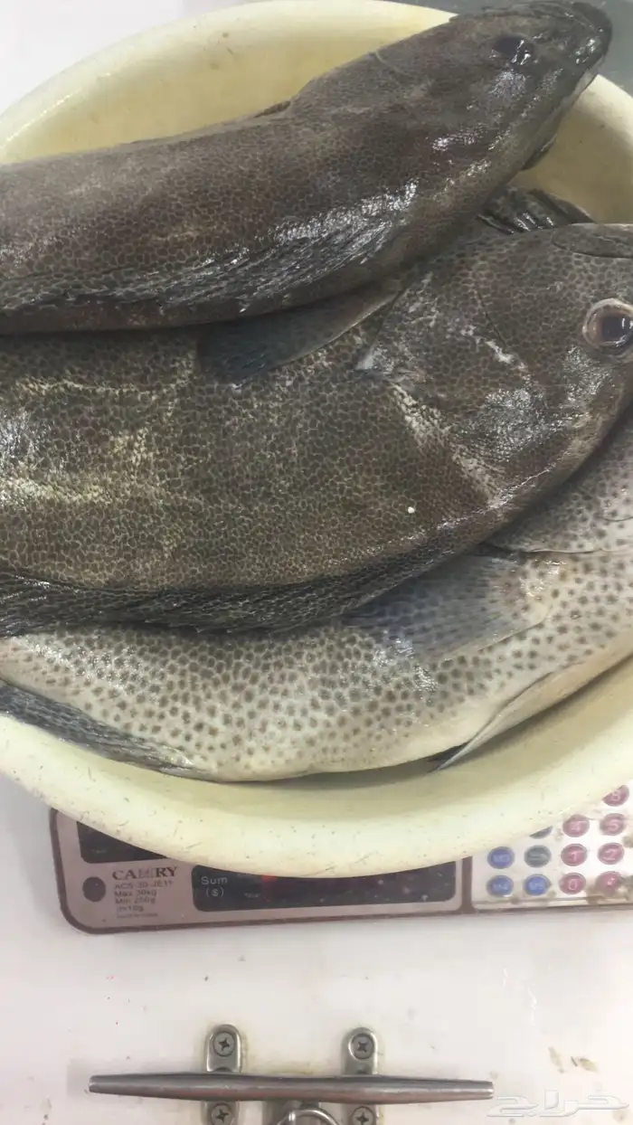 سمك طازج يومي 1