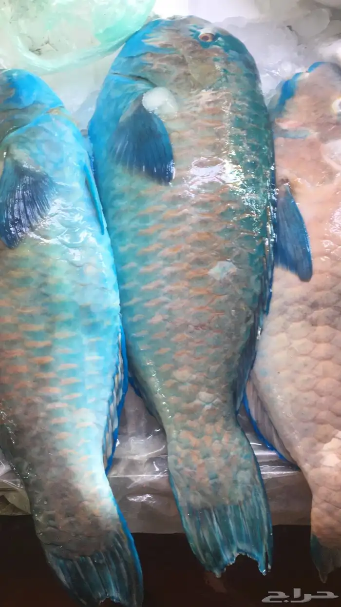 سمك طازج يومي 6