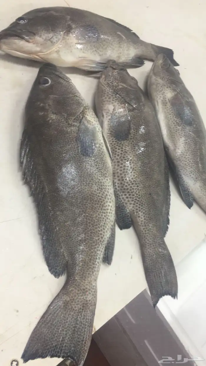 سمك طازج يومي 0