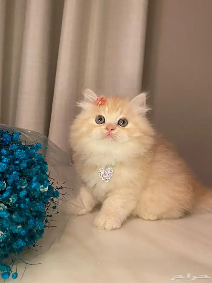 قطط سكوتش وبيرشن للبيع 2