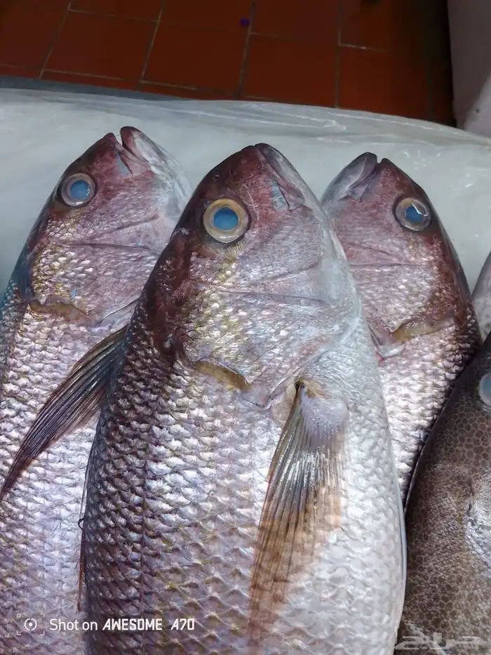 سمك طازج يومي 17