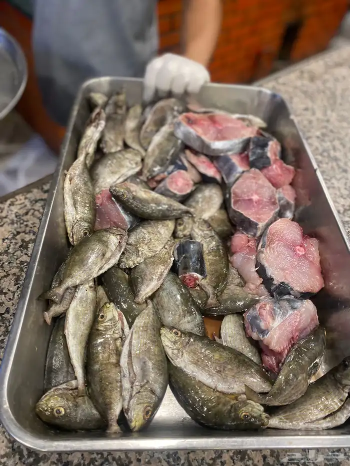 سمك طازج يومي 26