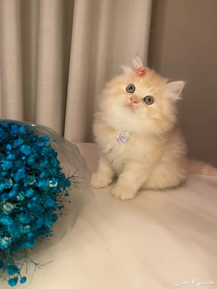 قطط سكوتش وبيرشن للبيع 3