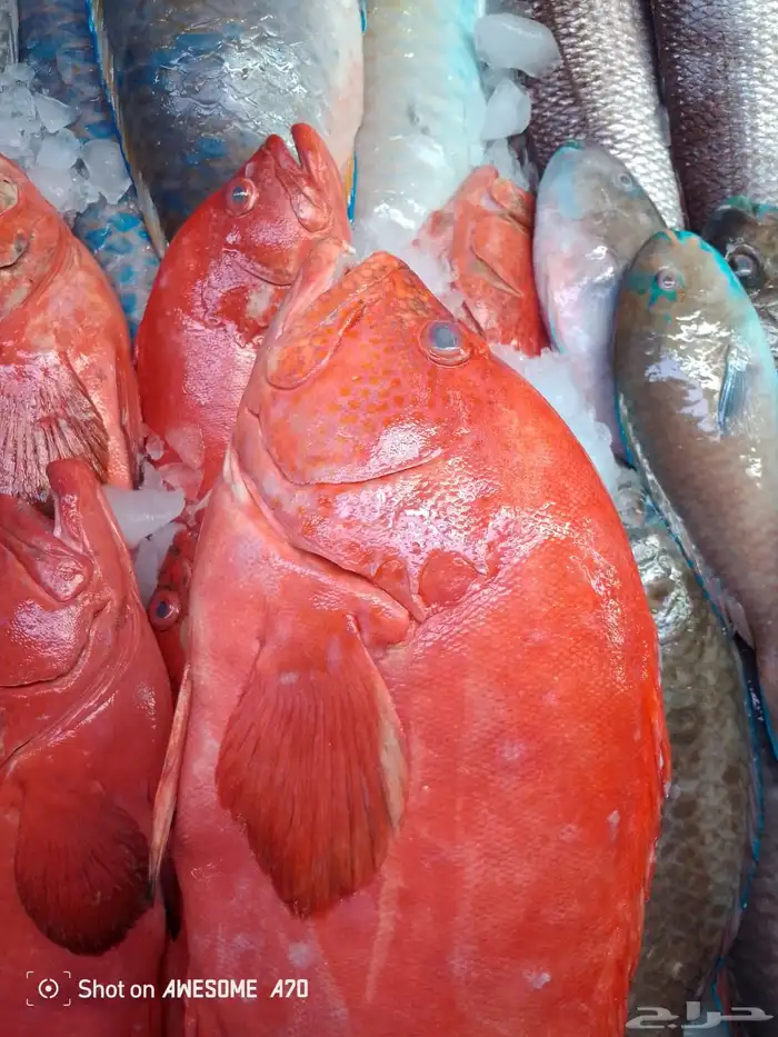 سمك طازج يومي 20