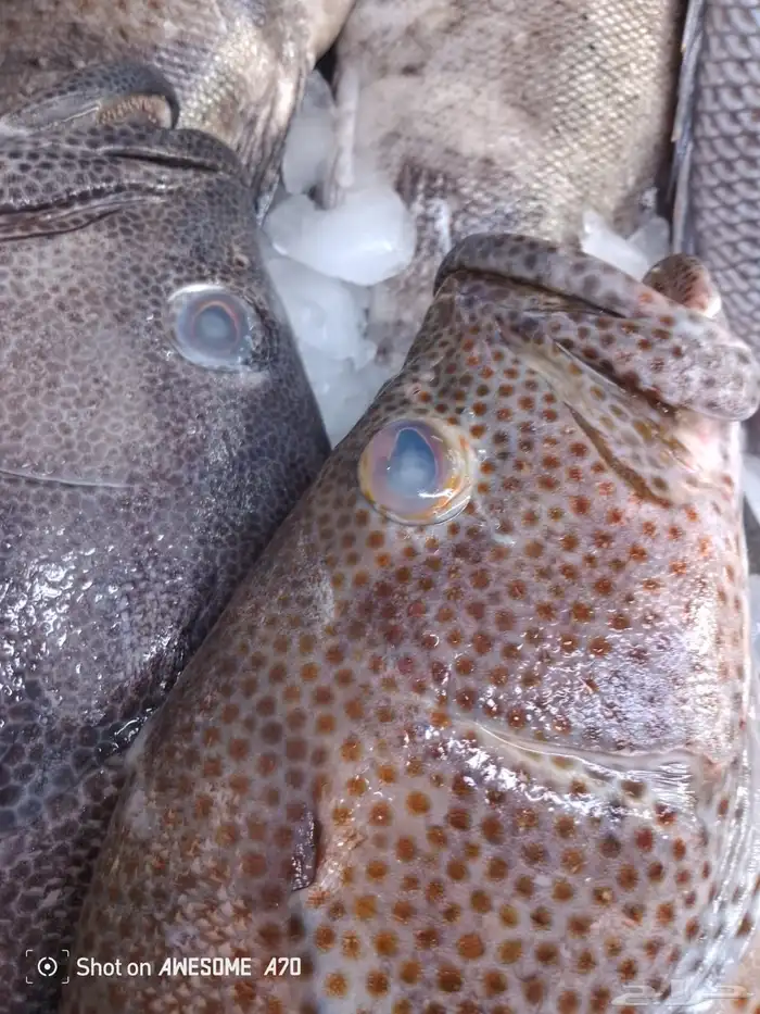 سمك طازج يومي 19