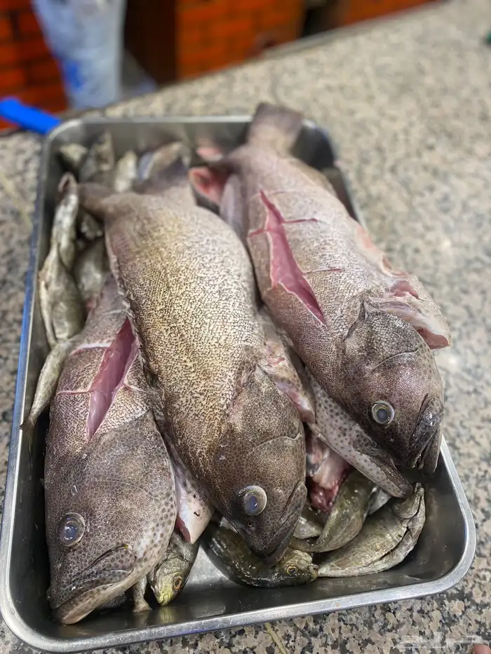 سمك طازج يومي 27