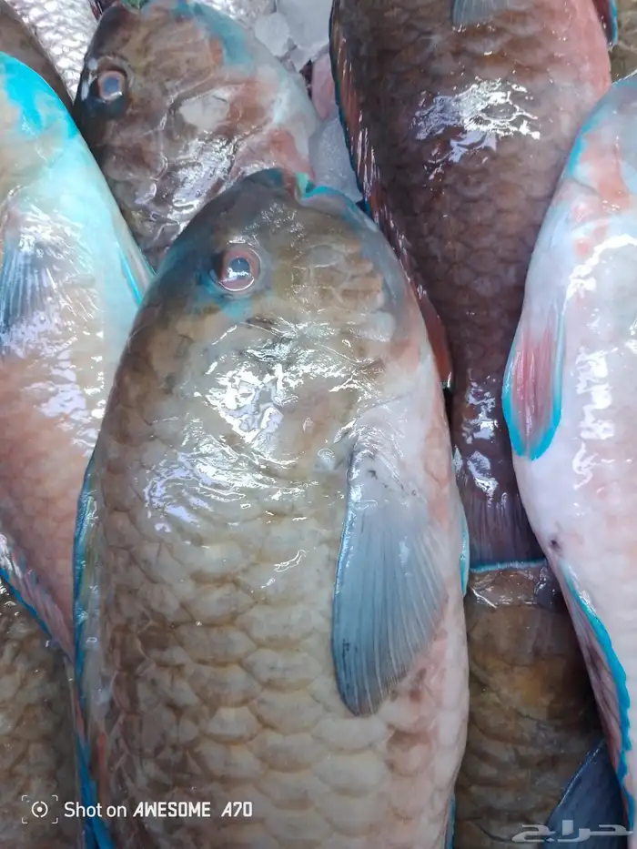 سمك طازج يومي 16