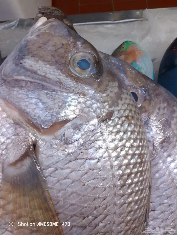 سمك طازج يومي 22