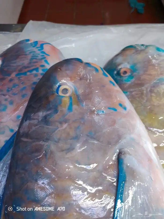 سمك طازج يومي 21