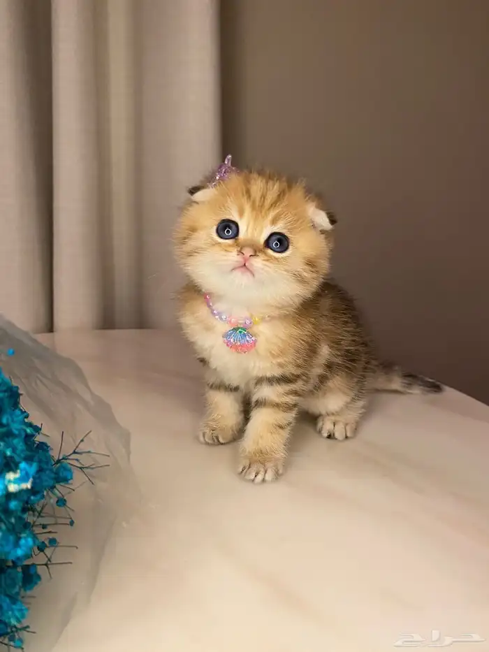 قطط سكوتش وبيرشن للبيع 1