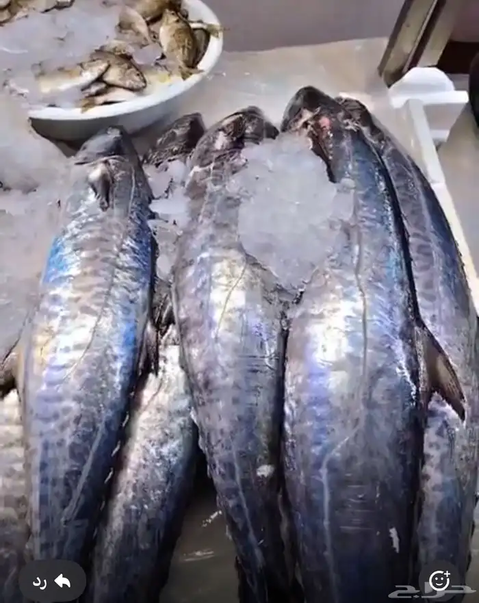 سمك طازج يومي 2