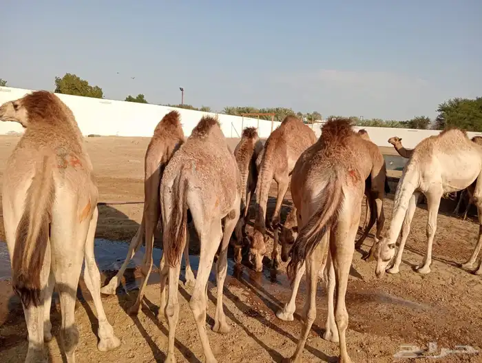 قعود 1