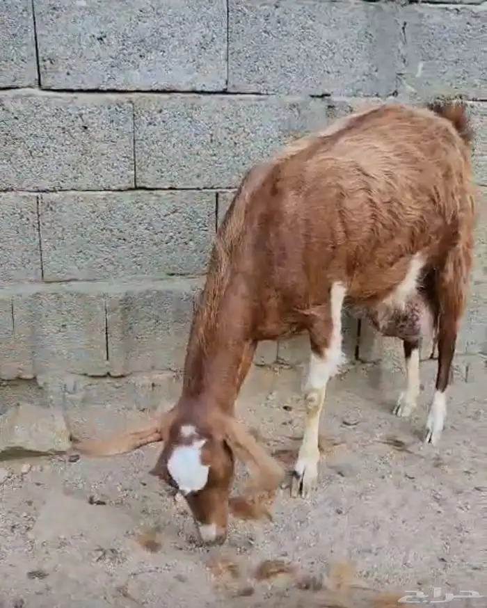 عنزين مصريات جم حليب وافر جدا (تم البيع) 1